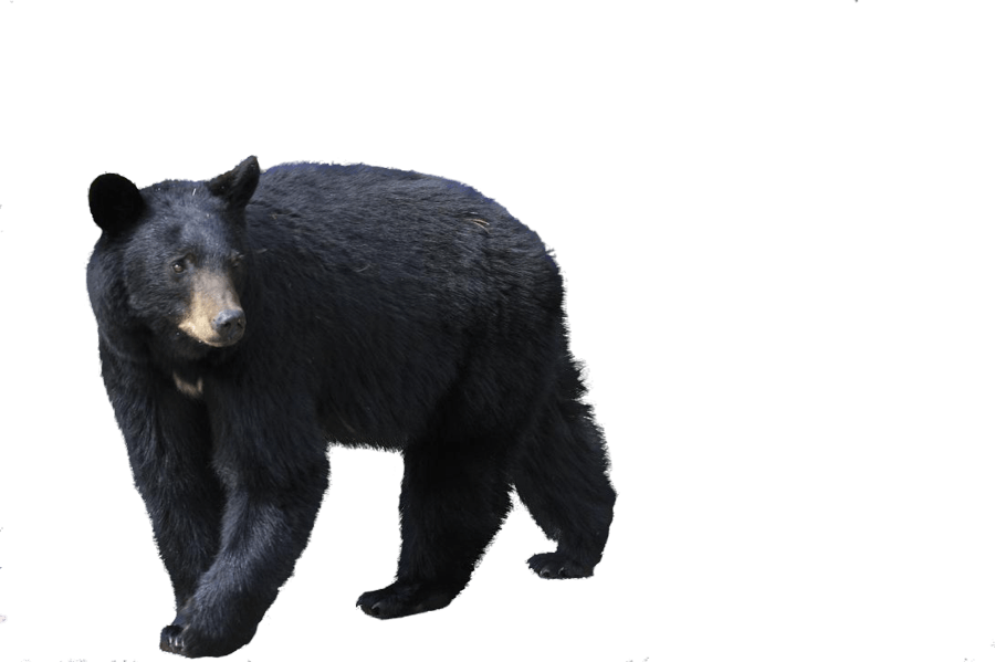 Sloth Bear PNG Isolated Image