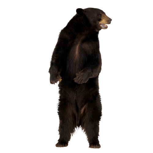 Sloth Bear PNG Isolated Photo