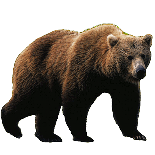 Sloth Bear PNG Picture