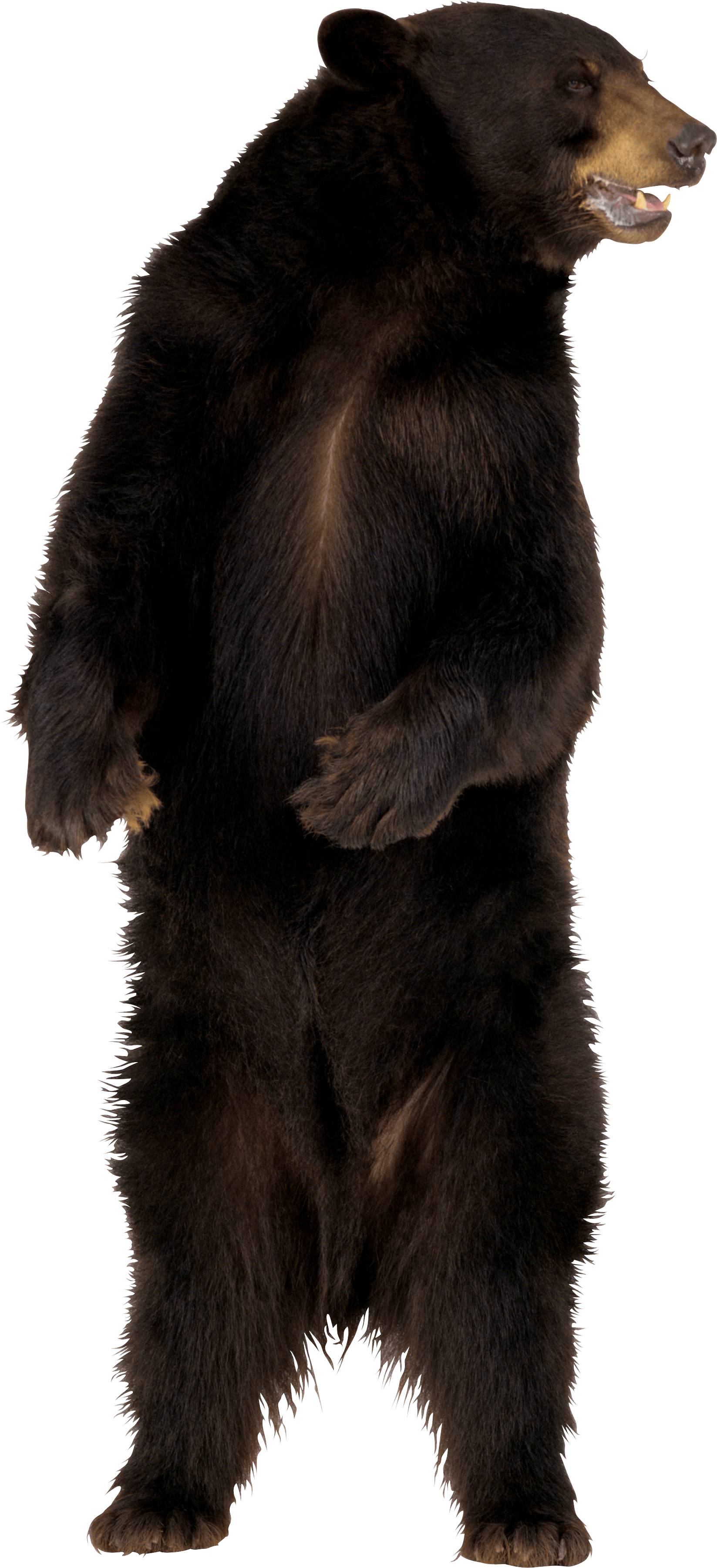 Sloth Bear PNG