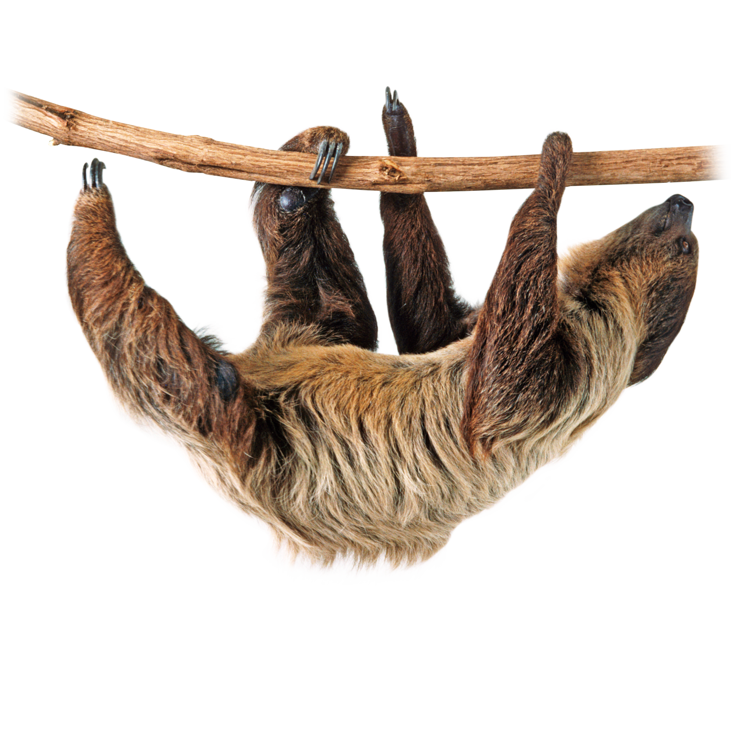 Sloth PNG Isolated Image
