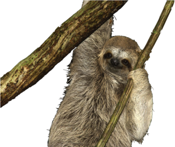 Sloth PNG Isolated Pic