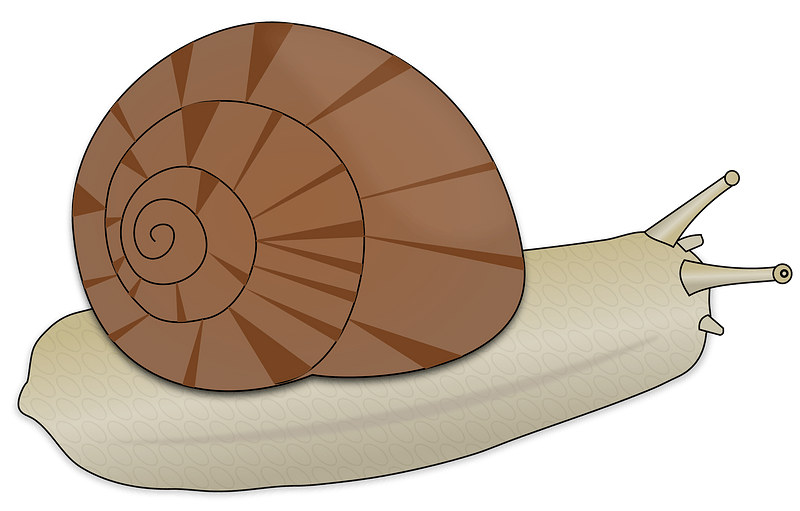 Slug PNG Image