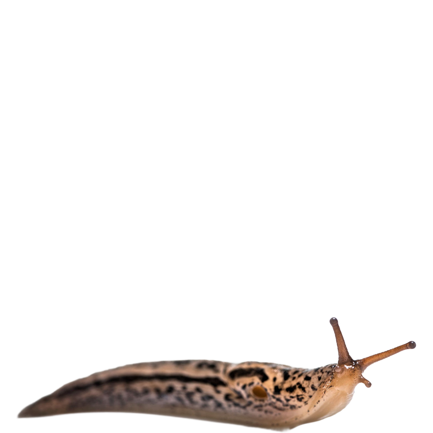 Slug PNG Isolated Image