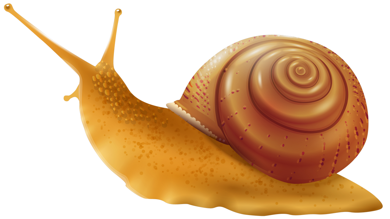 Snail Download PNG Image