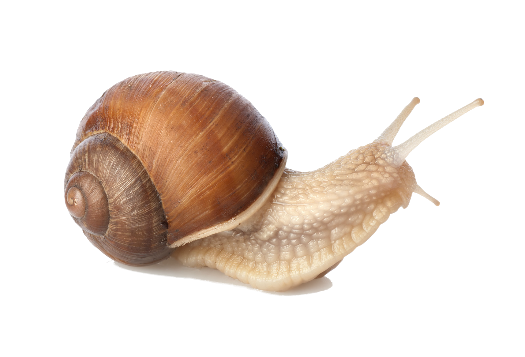 Snail Download PNG Isolated Image
