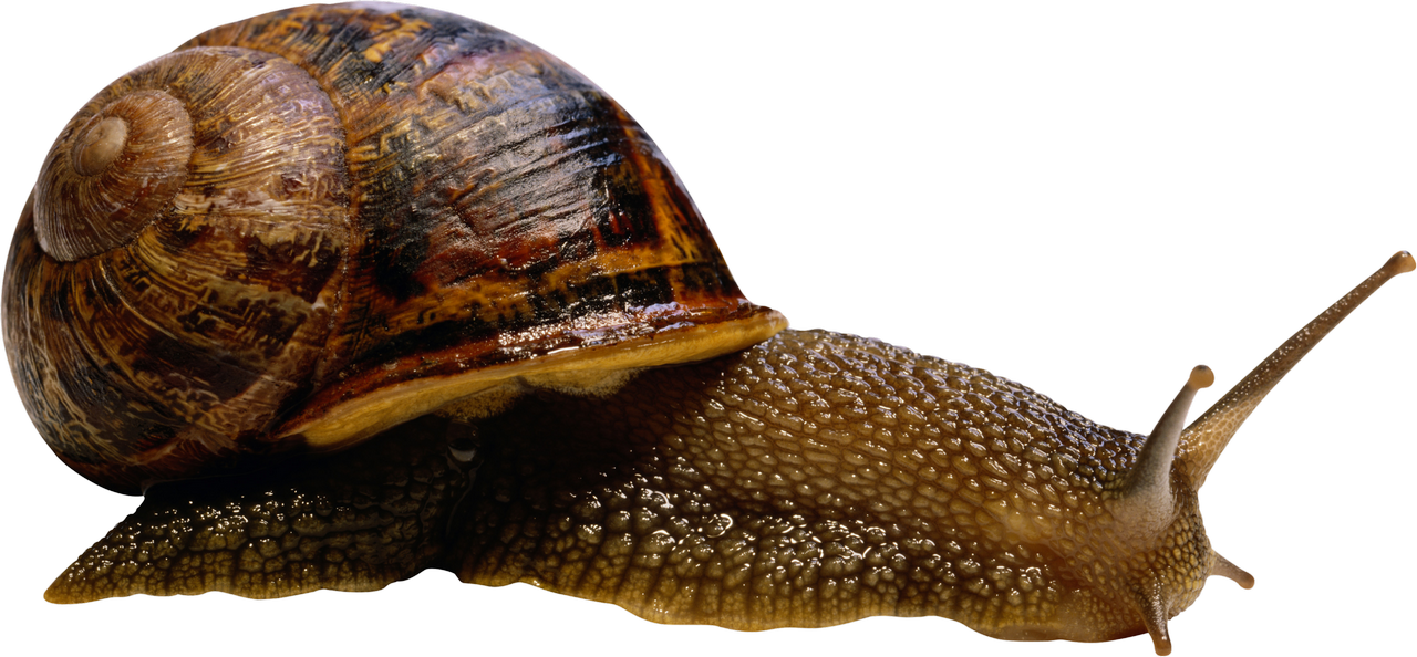 Snail PNG HD Isolated