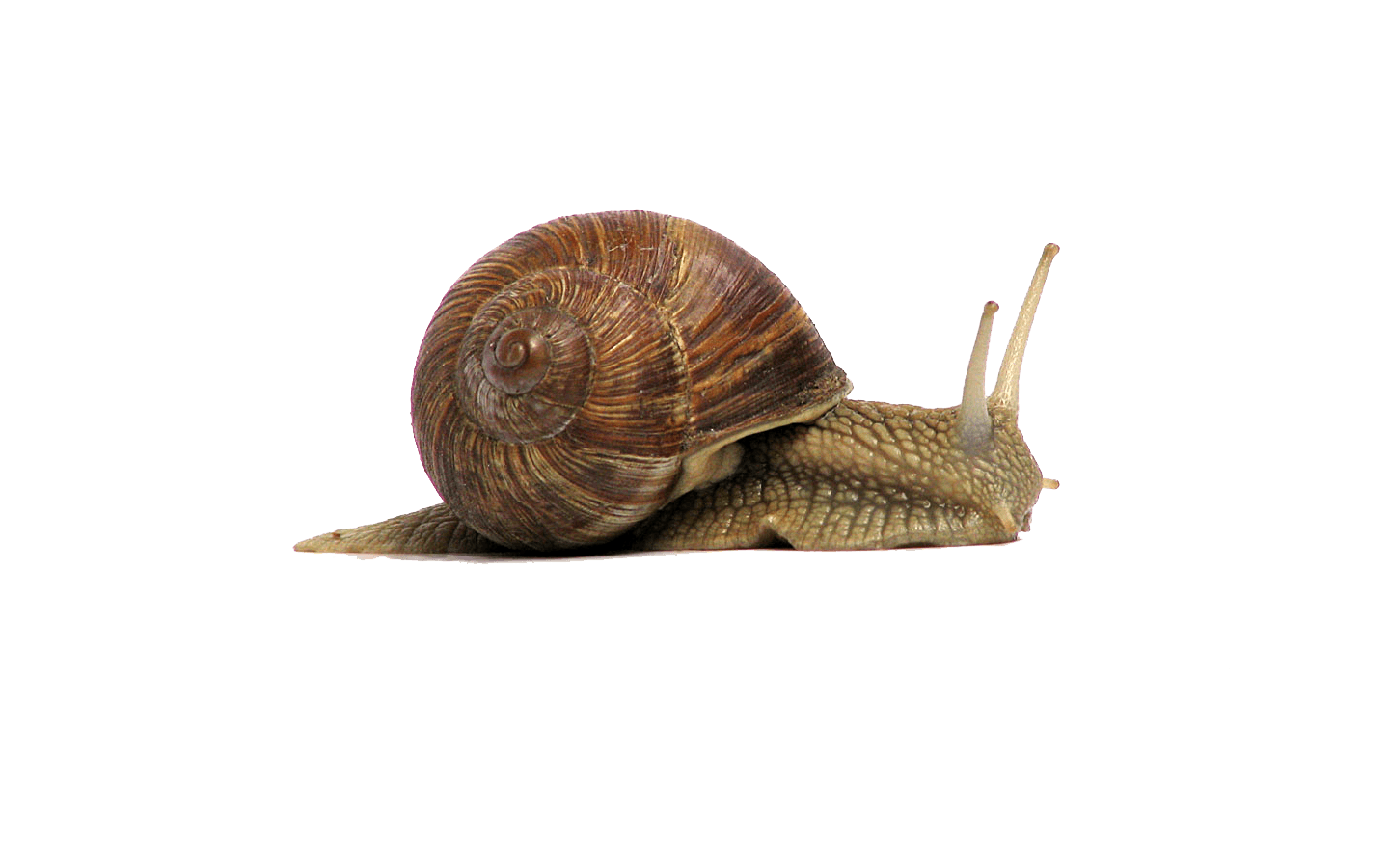 Snail PNG Isolated Clipart