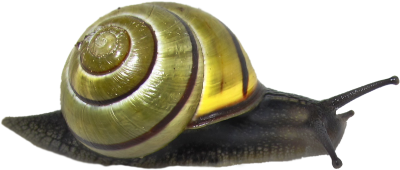 Snail PNG Isolated Picture