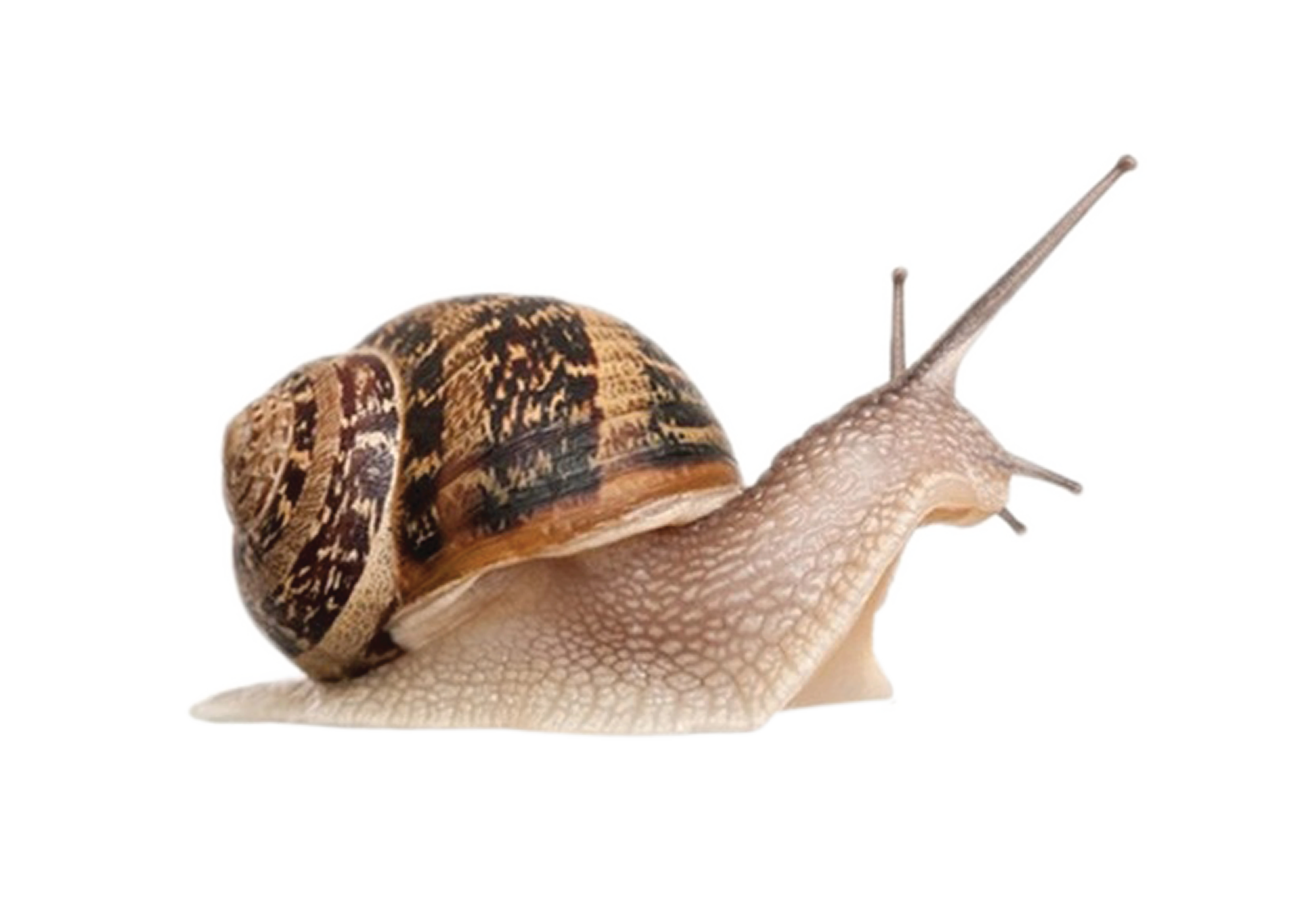 Snail PNG Isolated Transparent Image