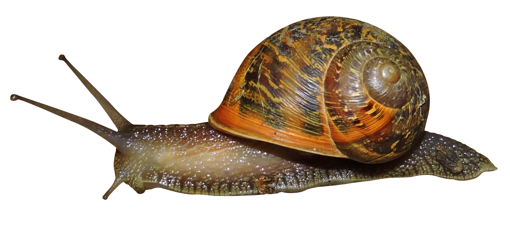 Snail PNG Isolated Transparent