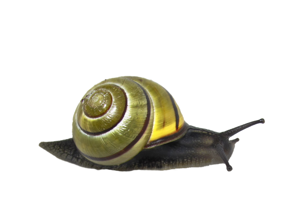 Snail PNG Transparent Picture