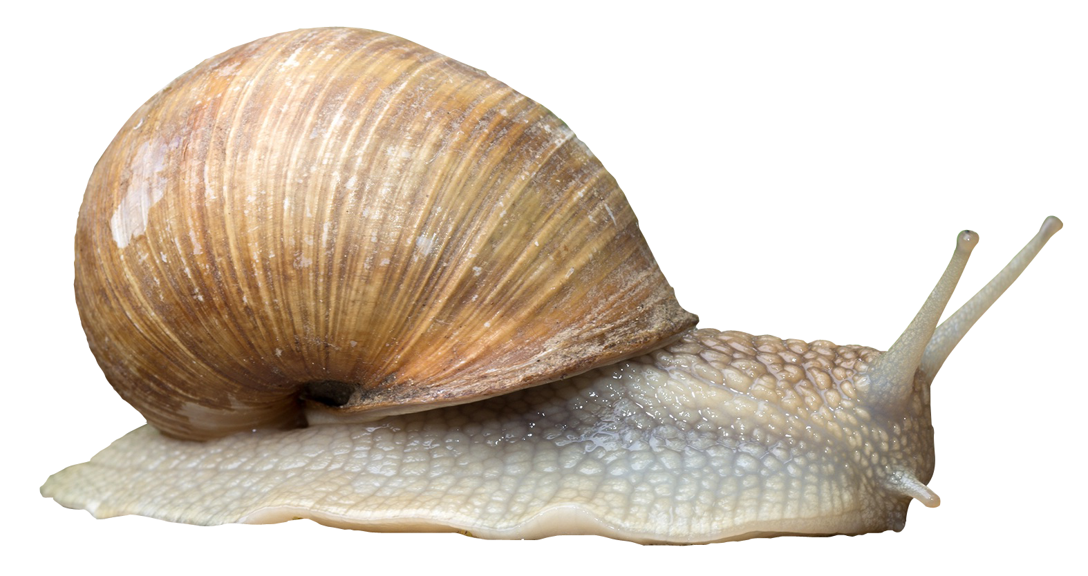 Snail PNG Transparent