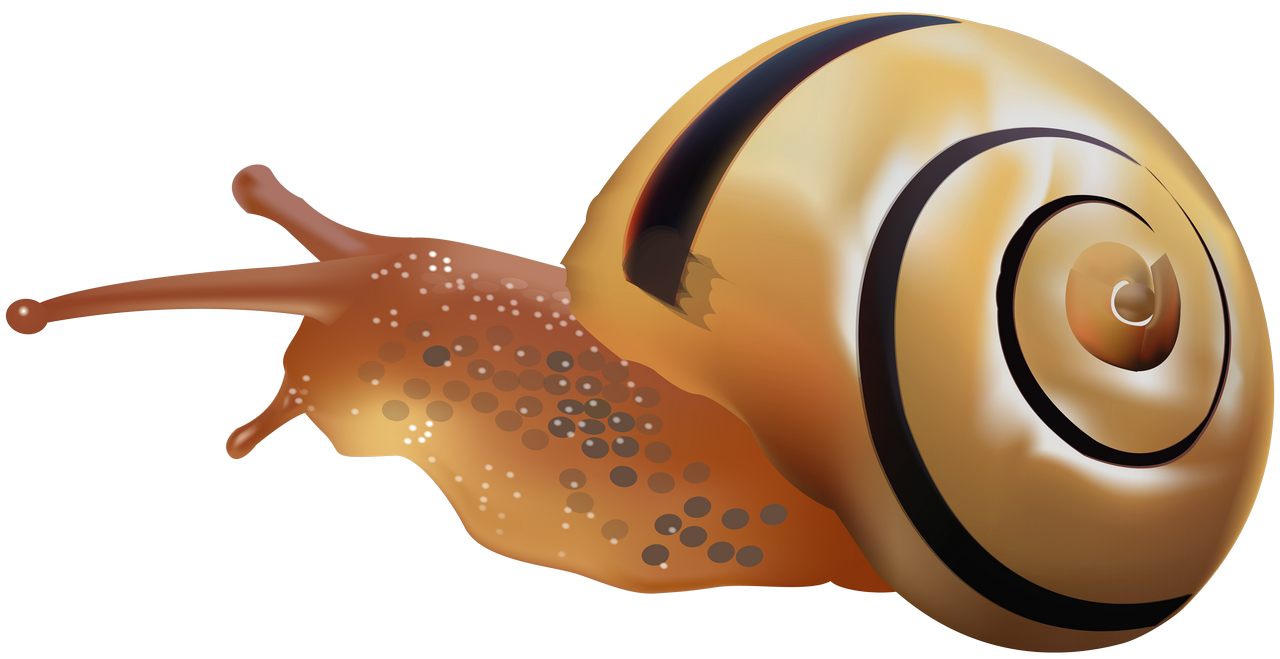Snail Transparent Isolated Background