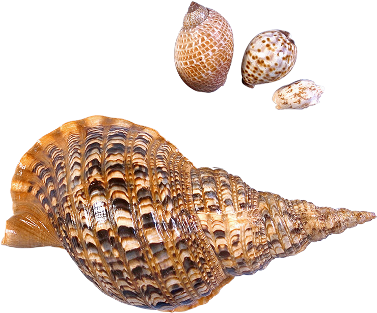 Snail Transparent Isolated Images PNG