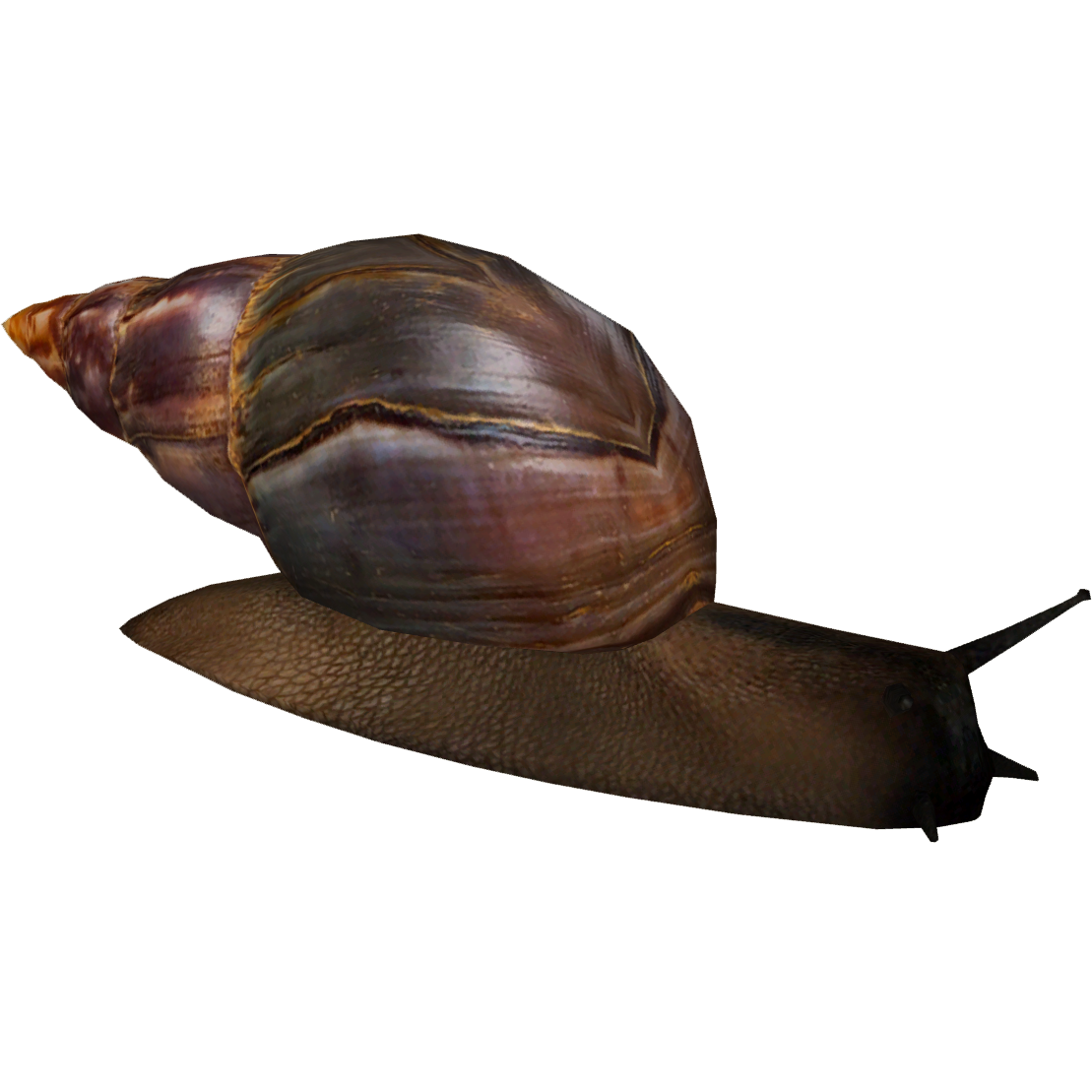 Snails Download PNG Image