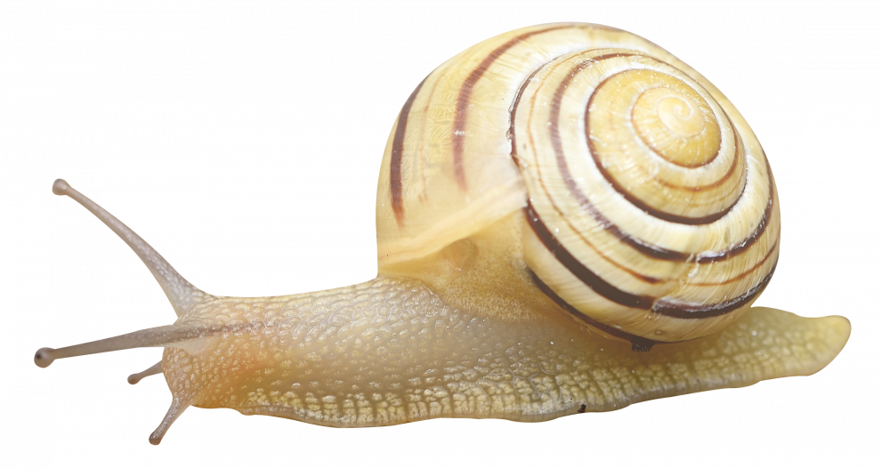 Snails PNG Clipart