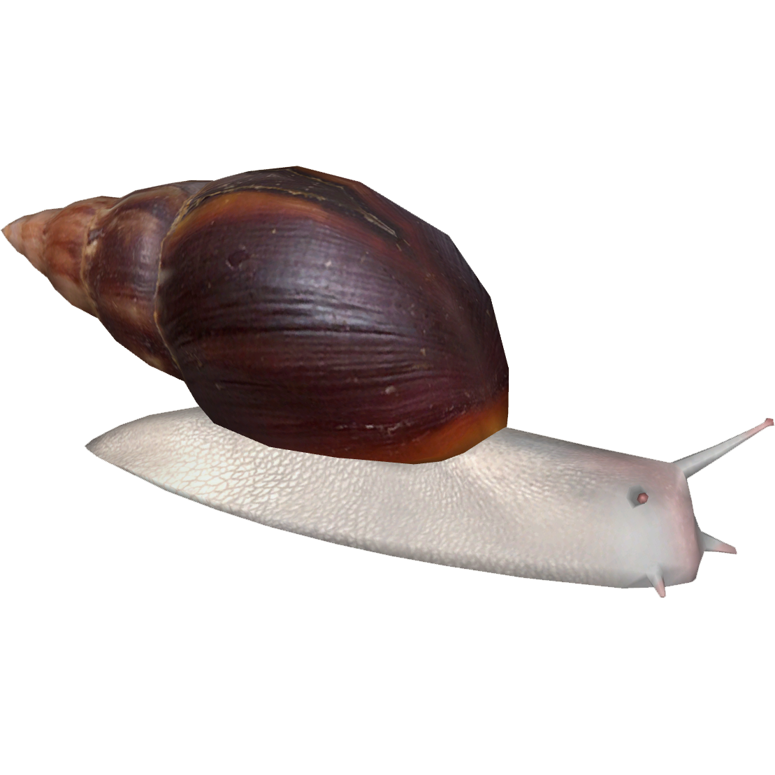 Snails PNG File