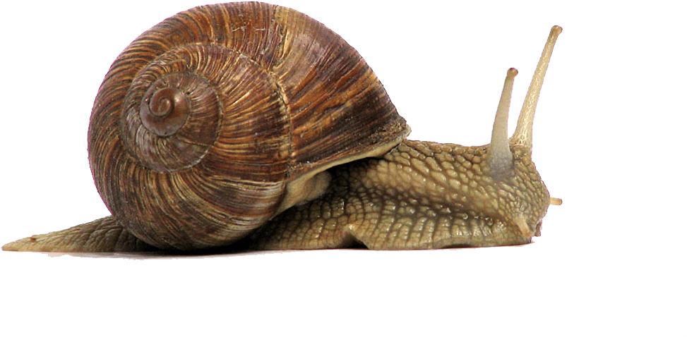 Snails PNG Free Download
