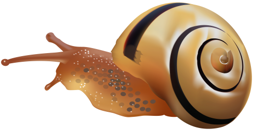 Snails PNG HD Isolated