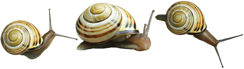 Snails PNG Image