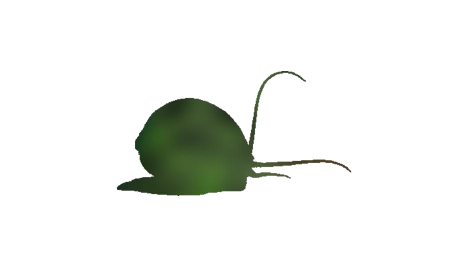 Snails PNG Isolated File