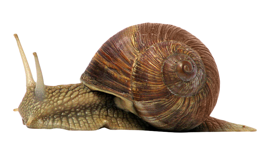 Snails PNG Isolated HD