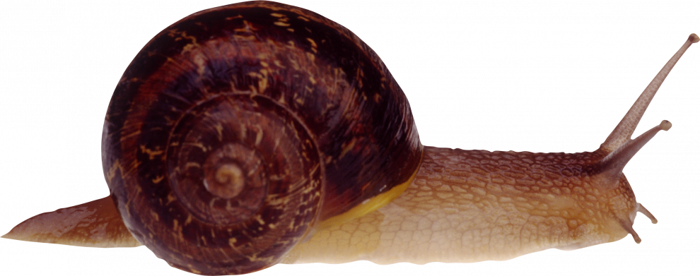 Snails PNG Isolated Photo