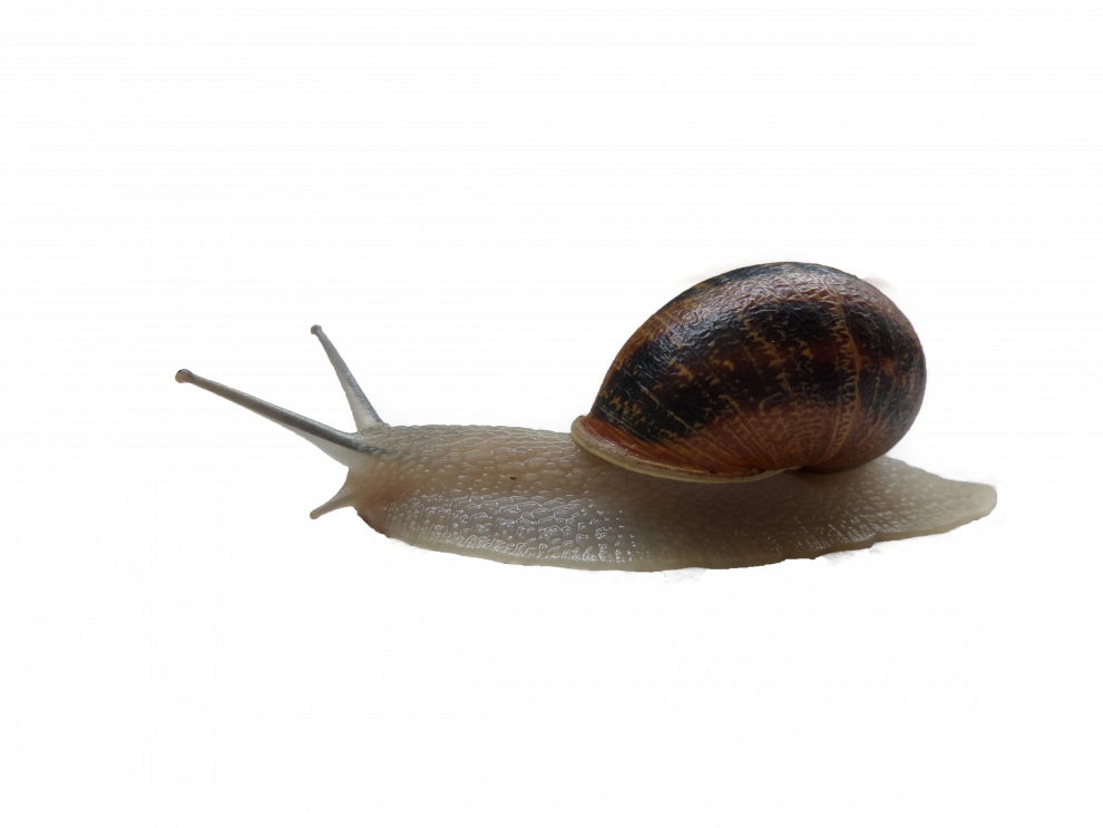 Snails PNG Picture