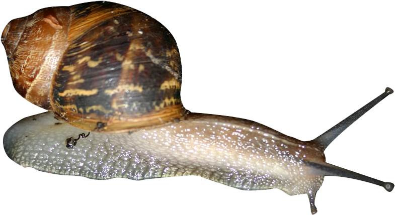 Snails PNG