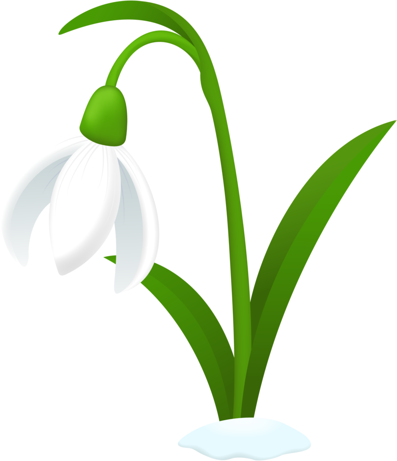 Snowdrop PNG Background Image
