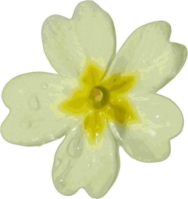 Snowdrop PNG Isolated File
