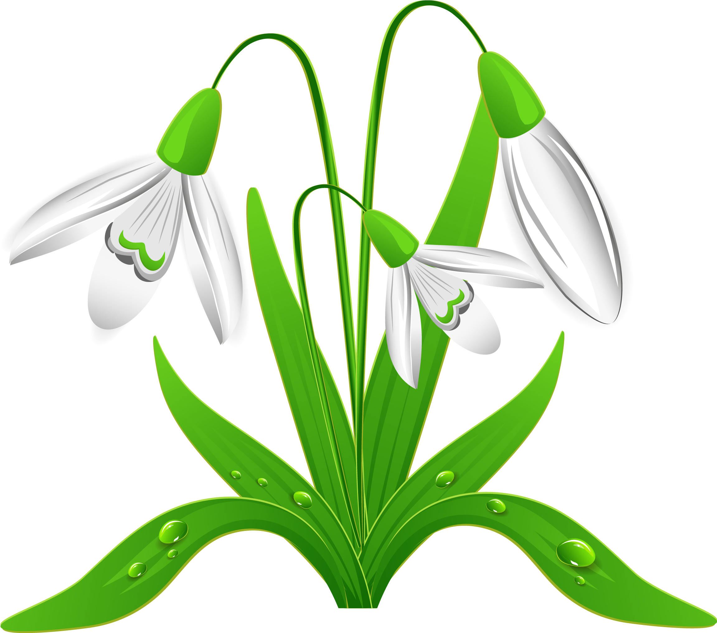 Snowdrop PNG Isolated HD Pictures