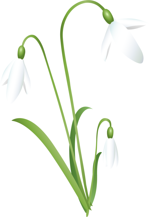 Snowdrop PNG Isolated Pic