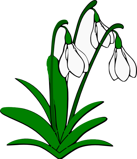 Snowdrop PNG Isolated Picture