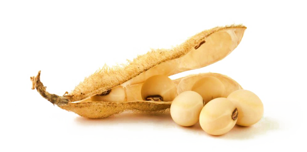 Soybeans Download PNG Image