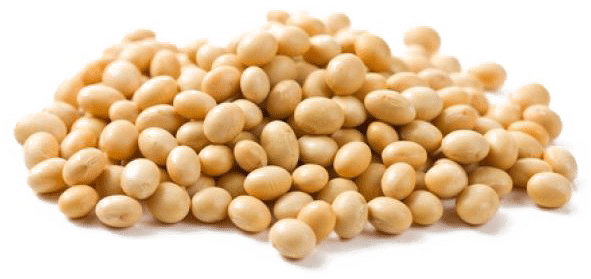 Soybeans PNG HD