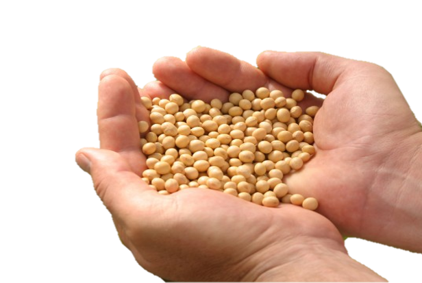 Soybeans PNG Isolated Photo