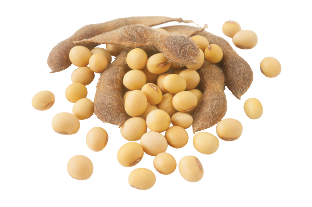 Soybeans PNG Isolated Pic