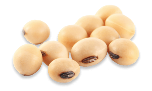 Soybeans PNG Photos
