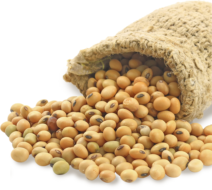 Soybeans PNG Pic