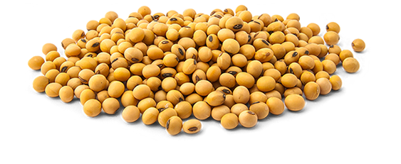 Soybeans PNG Transparent