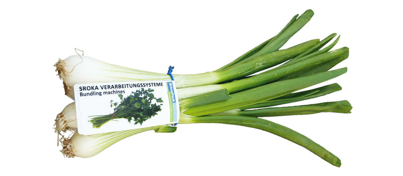 Spring onions PNG File