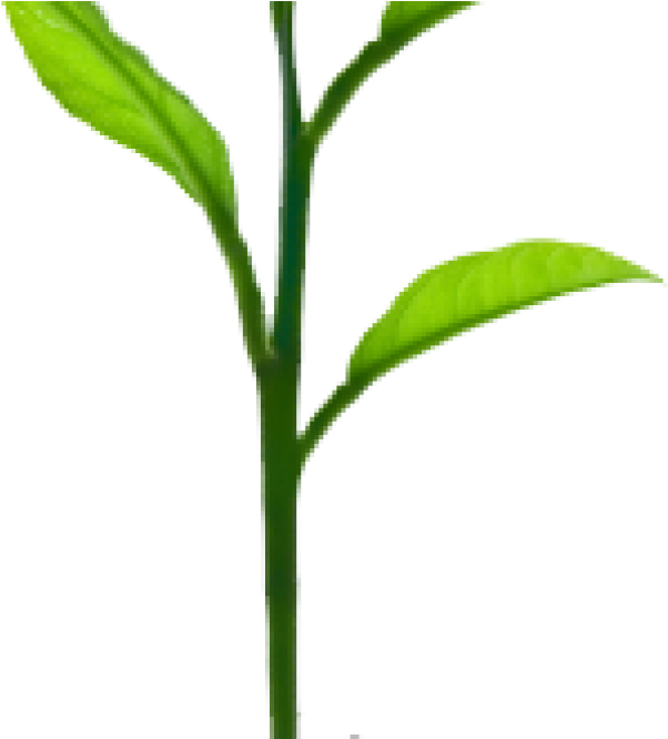 Sprout PNG Isolated Free Download