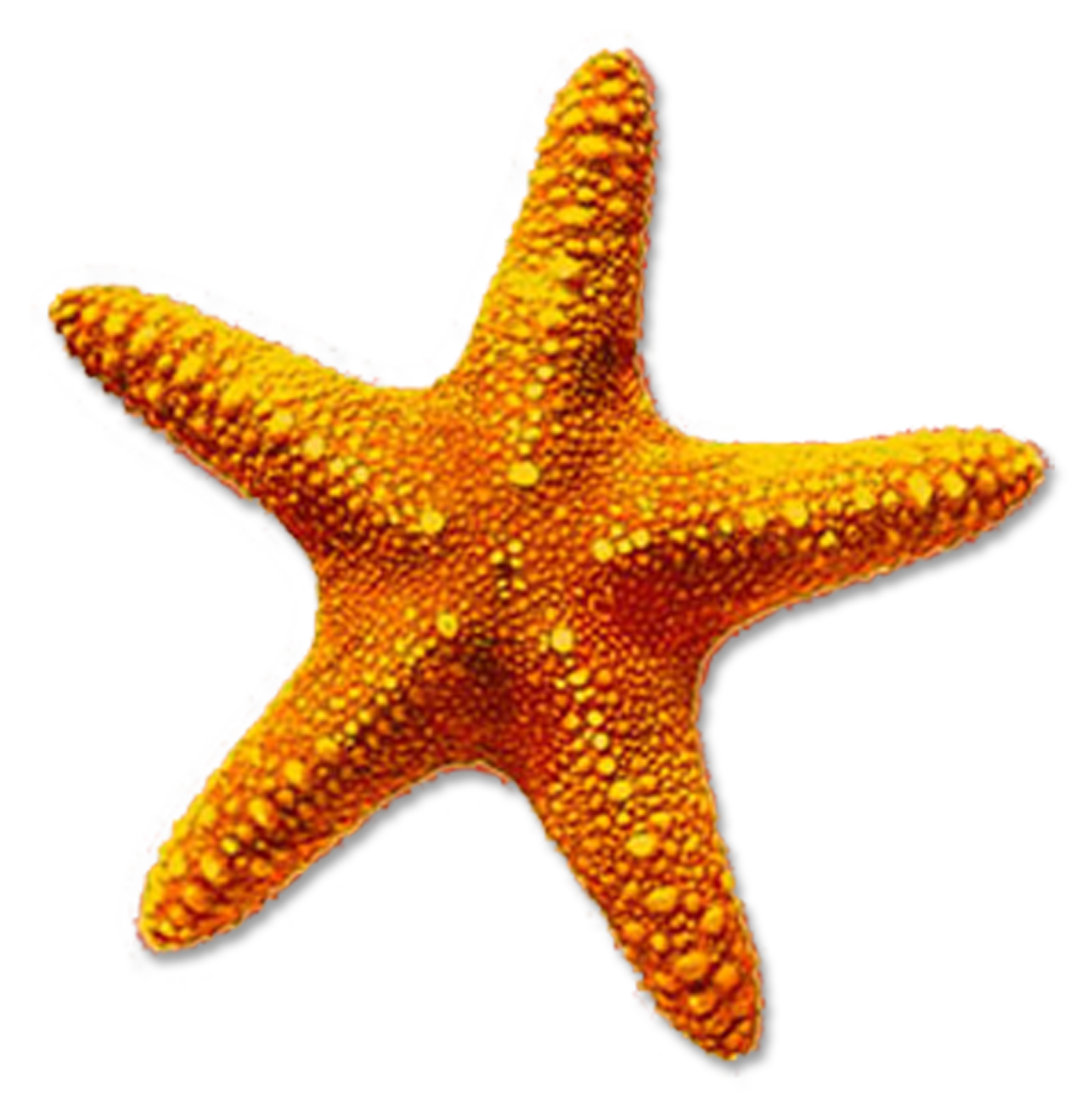 Starfish PNG Clipart