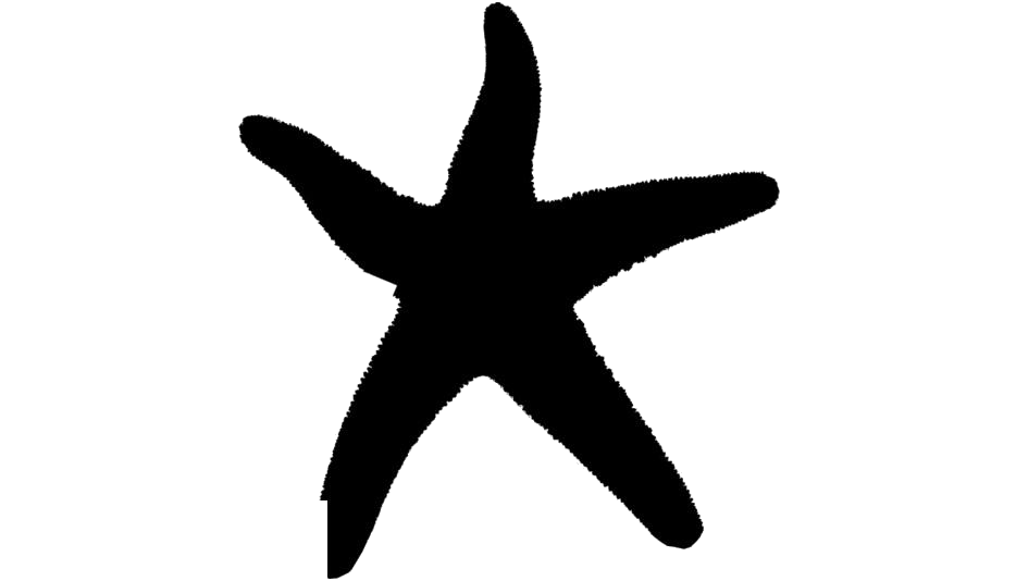 Starfish PNG Isolated Photos