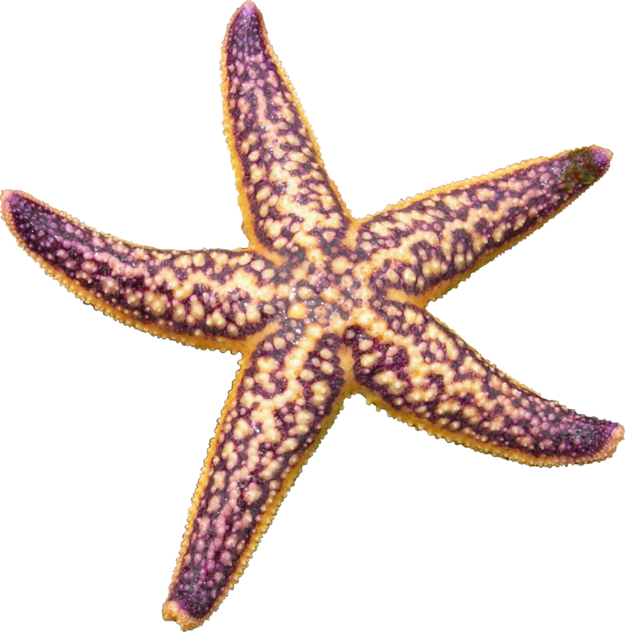 Starfish PNG Isolated Transparent HD Photo
