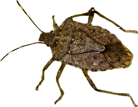 Stink Bugs PNG File
