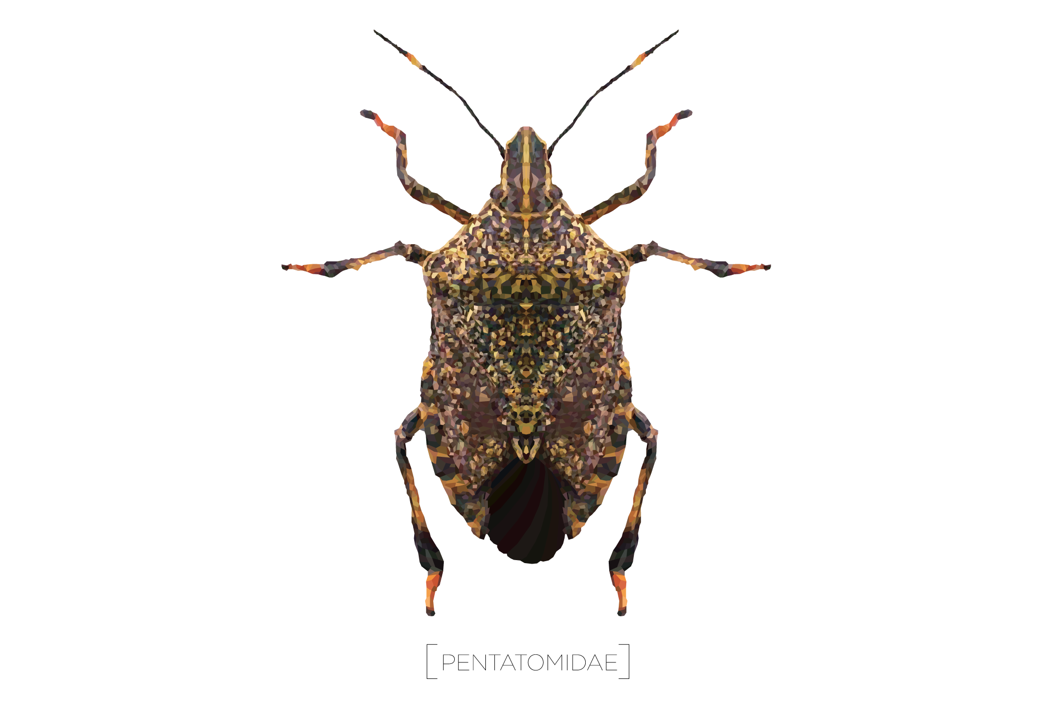 Stink Bugs PNG HD Isolated
