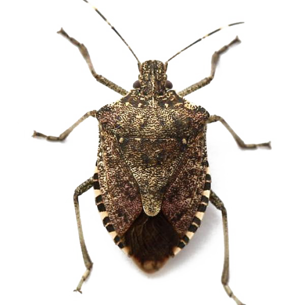 Stink Bugs PNG HD